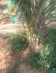 فسايل مثمر للبيع 3