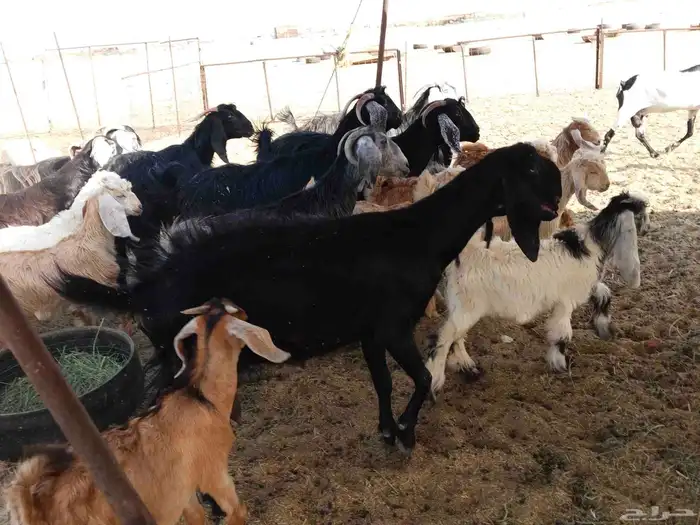 معزء خلفات 14