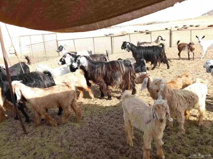 معزء خلفات 7