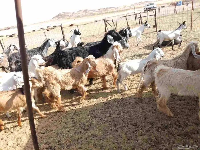 معزء خلفات 9