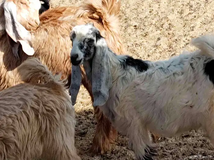 معزء خلفات 5