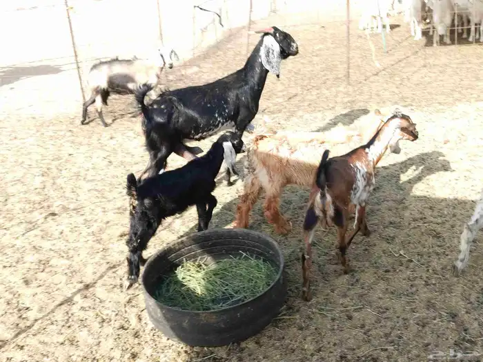 معزء خلفات 15