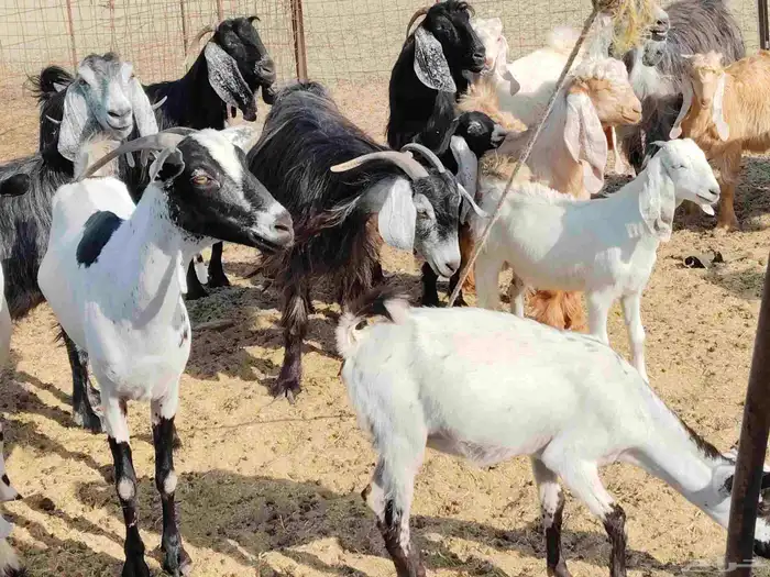 معزء خلفات 3