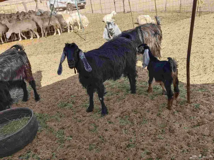 معزء خلفات 18