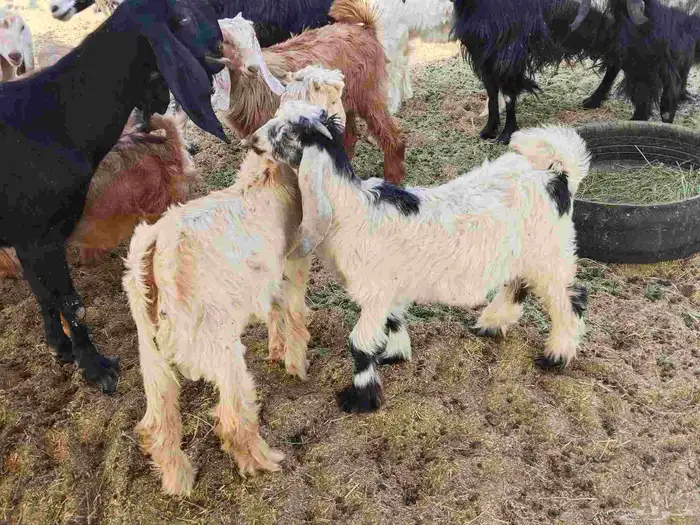 معزء خلفات 17