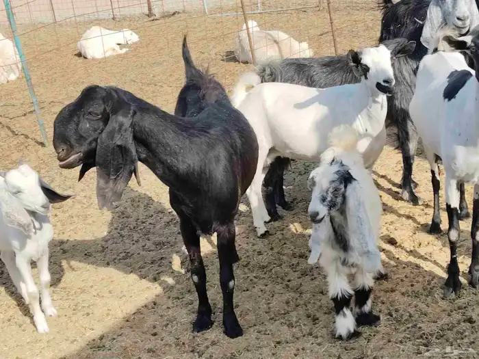 معزء خلفات 4