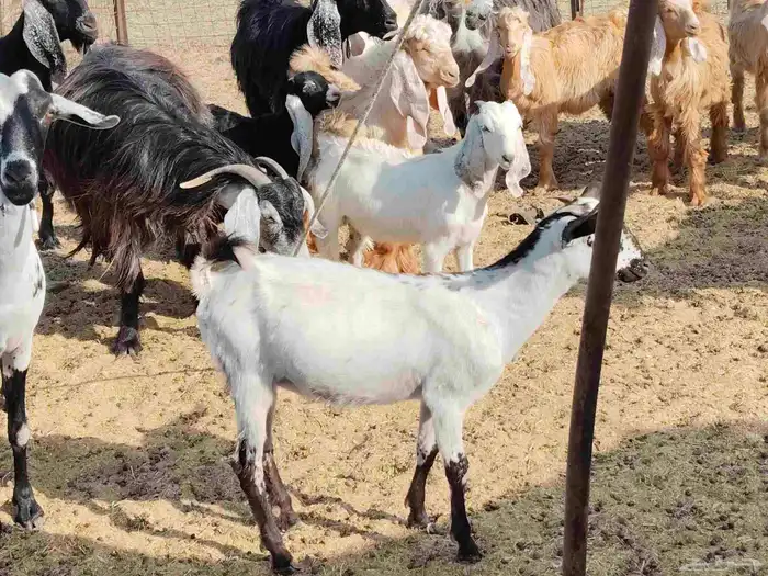 معزء خلفات 2