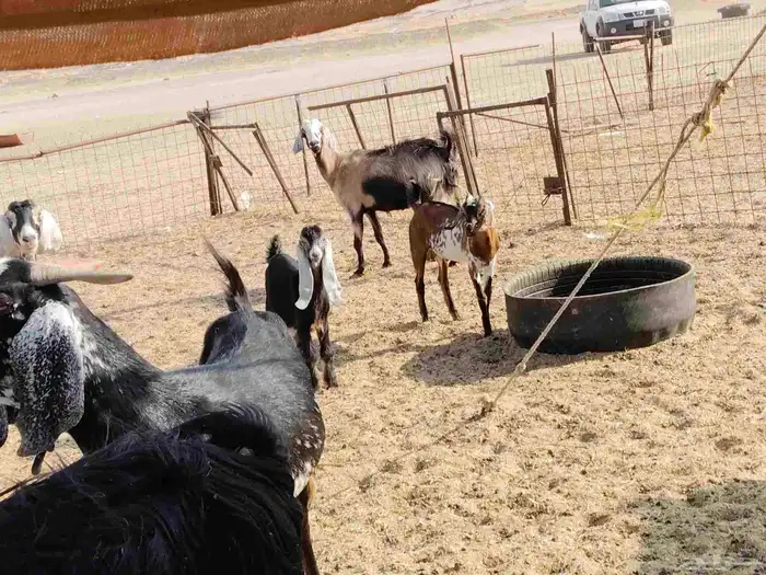 معزء خلفات 0