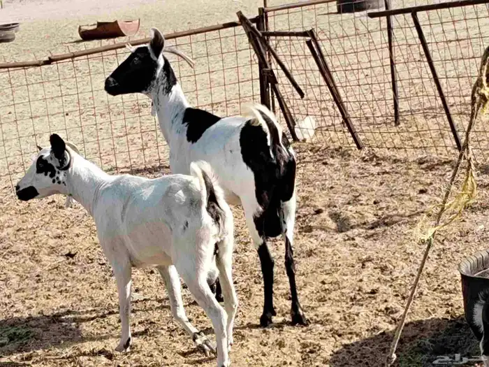 معزء خلفات 13