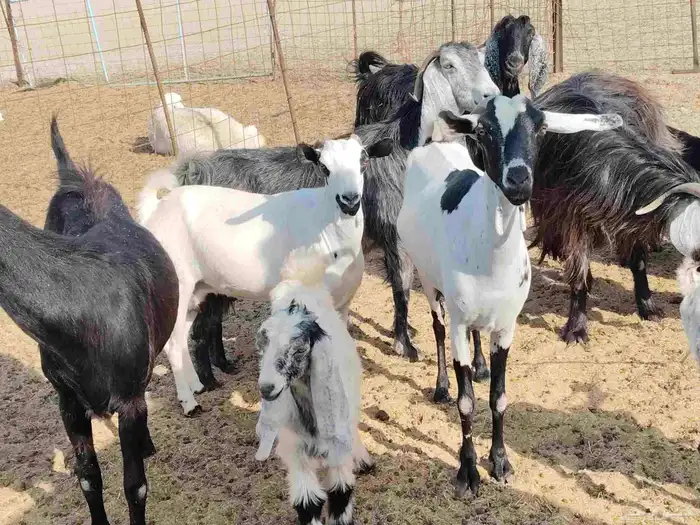 معزء خلفات 1