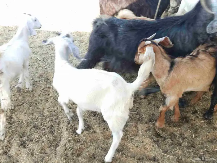 معزء خلفات 16