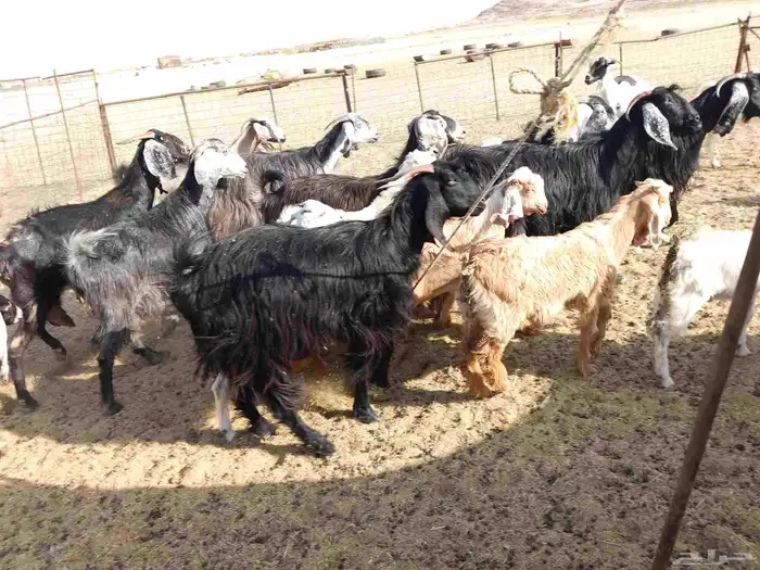 معزء خلفات 11