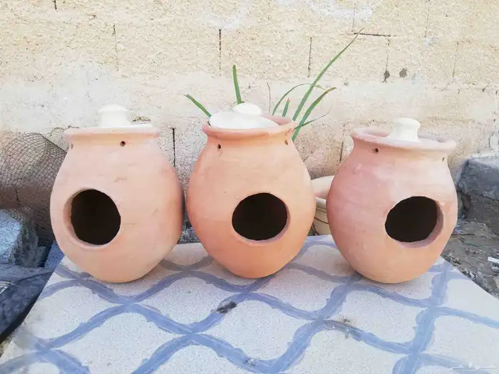 بياضات طيور فخار زيبرا و بادجي و روز 1