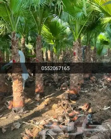 واشنطونيا زينه امريكي 21