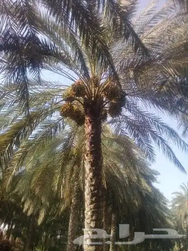 جميع أشغال أنخل تحويض تكريب واشنطن 5