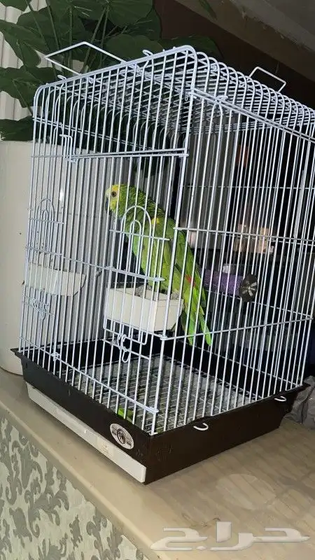 بغبغاء امازوني 1