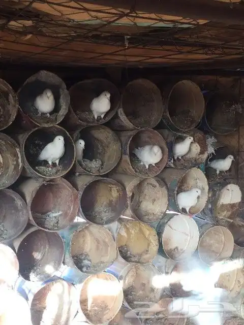 حمام فرنسي موجود بالحناكيه 0