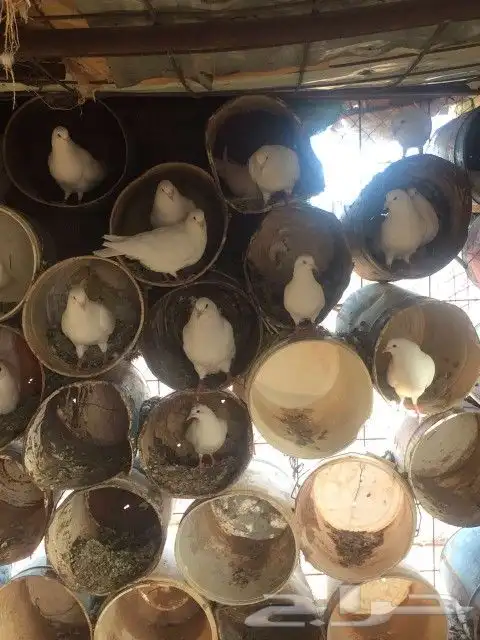 حمام فرنسي موجود بالحناكيه 4