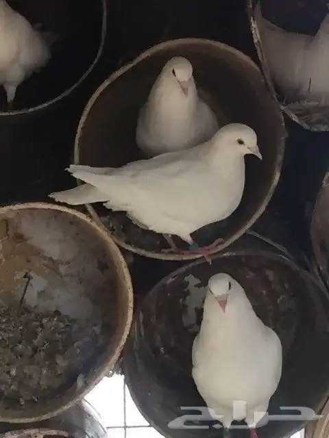 حمام فرنسي موجود بالحناكيه 1