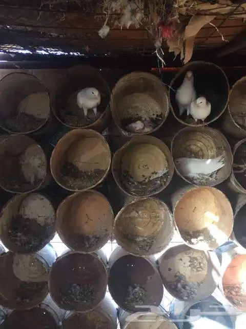 حمام فرنسي موجود بالحناكيه 7