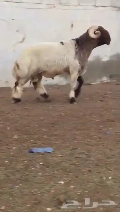 فحل نعيمي صنف للبيع 3