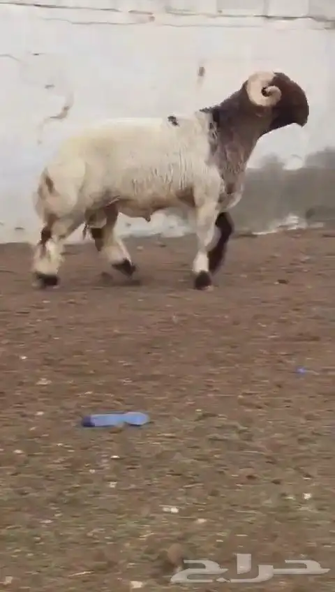 فحل نعيمي صنف للبيع 3