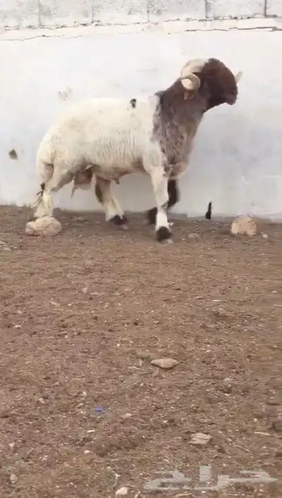 فحل نعيمي صنف للبيع 2