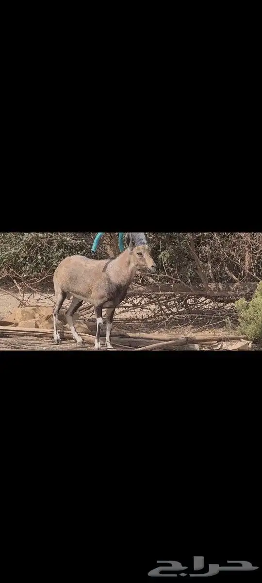 (تم البيع )هجين وعل فاخر 4