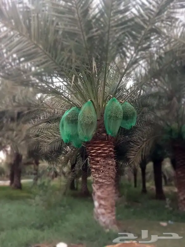 جميع أشغال أنخل تحويض تكريب واشنطن 0