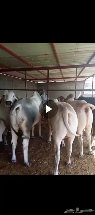 لحوم بلدية طازجة خروف تيس عجل حاشي 0
