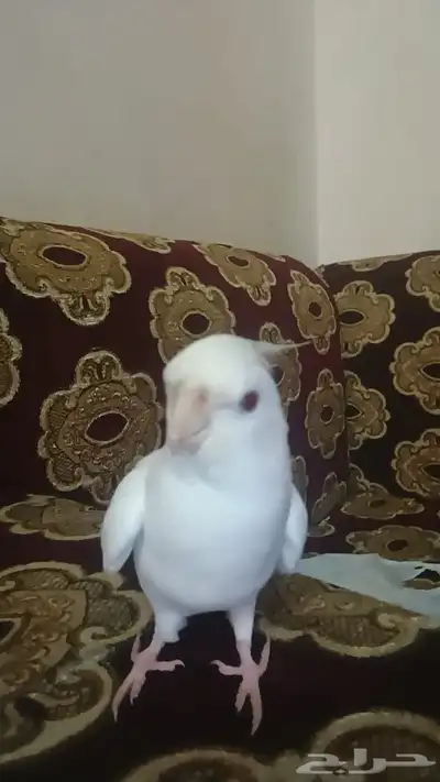 كروان البينو ابيض زي الحليب 2