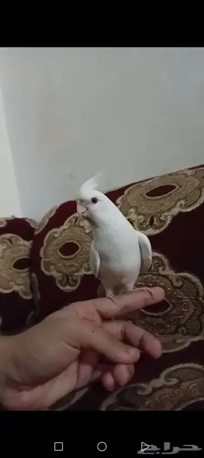 كروان البينو ابيض زي الحليب 0