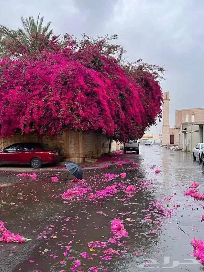 عريعره جوده أم العراد الفردانيه صلاصل 0