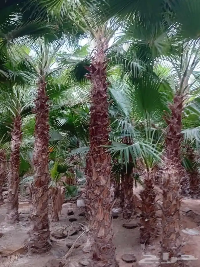 نخل واشنطنيا زينه ومثمر 8