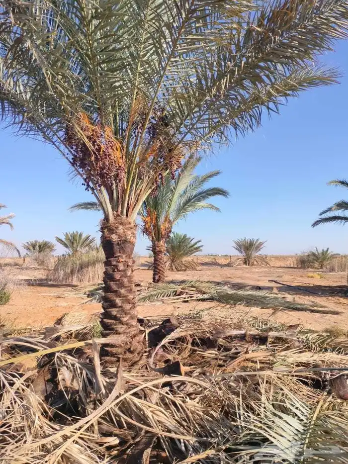 يوجد لدينا نخل عربي واشنطني خلاص ملوكي روثانا برحي سكري نبوت 5