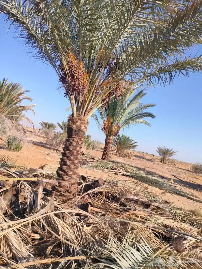 يوجد لدينا نخل عربي واشنطني خلاص ملوكي روثانا برحي سكري نبوت 6