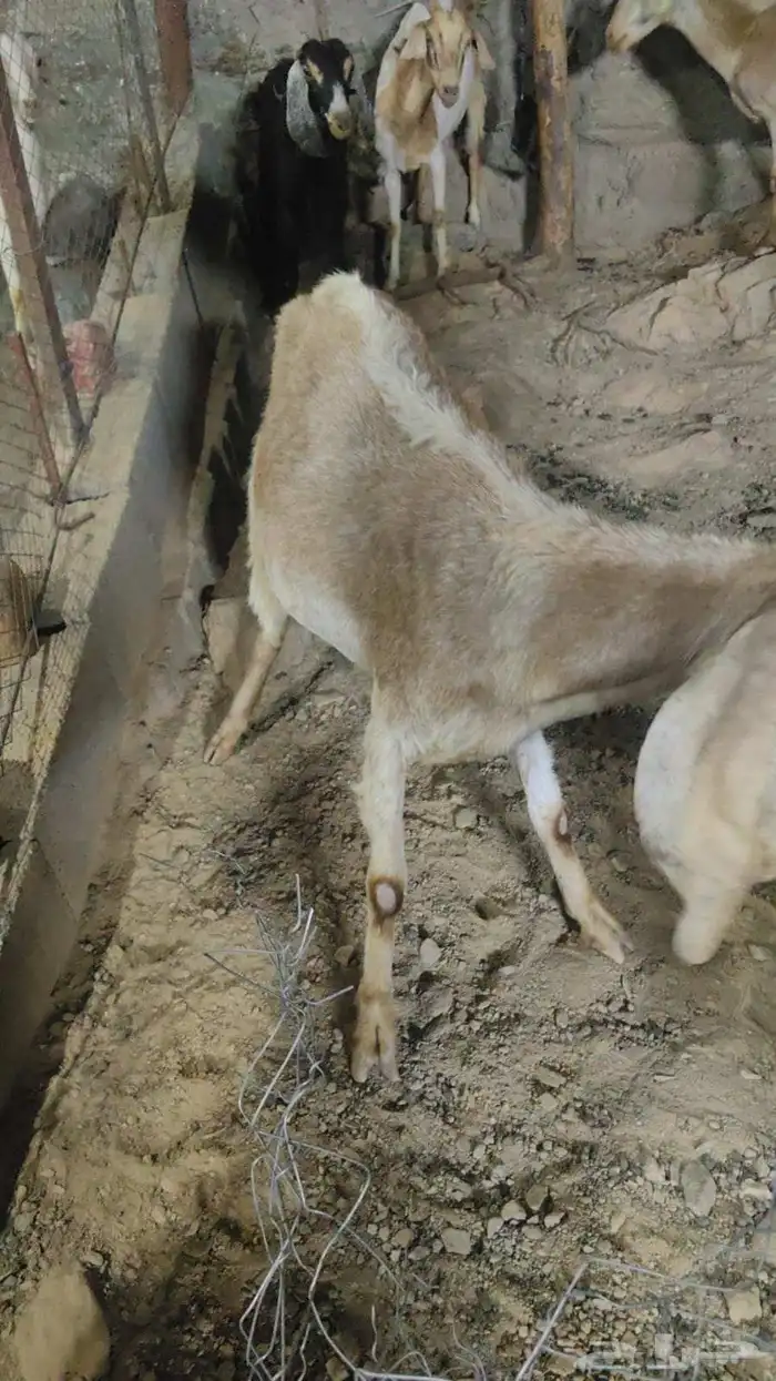 معزا 7