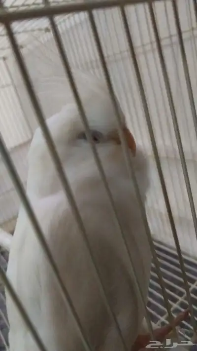 كروان البينو ابيض زي الحليب 3