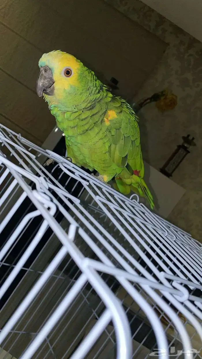 بغبغاء امازوني 2