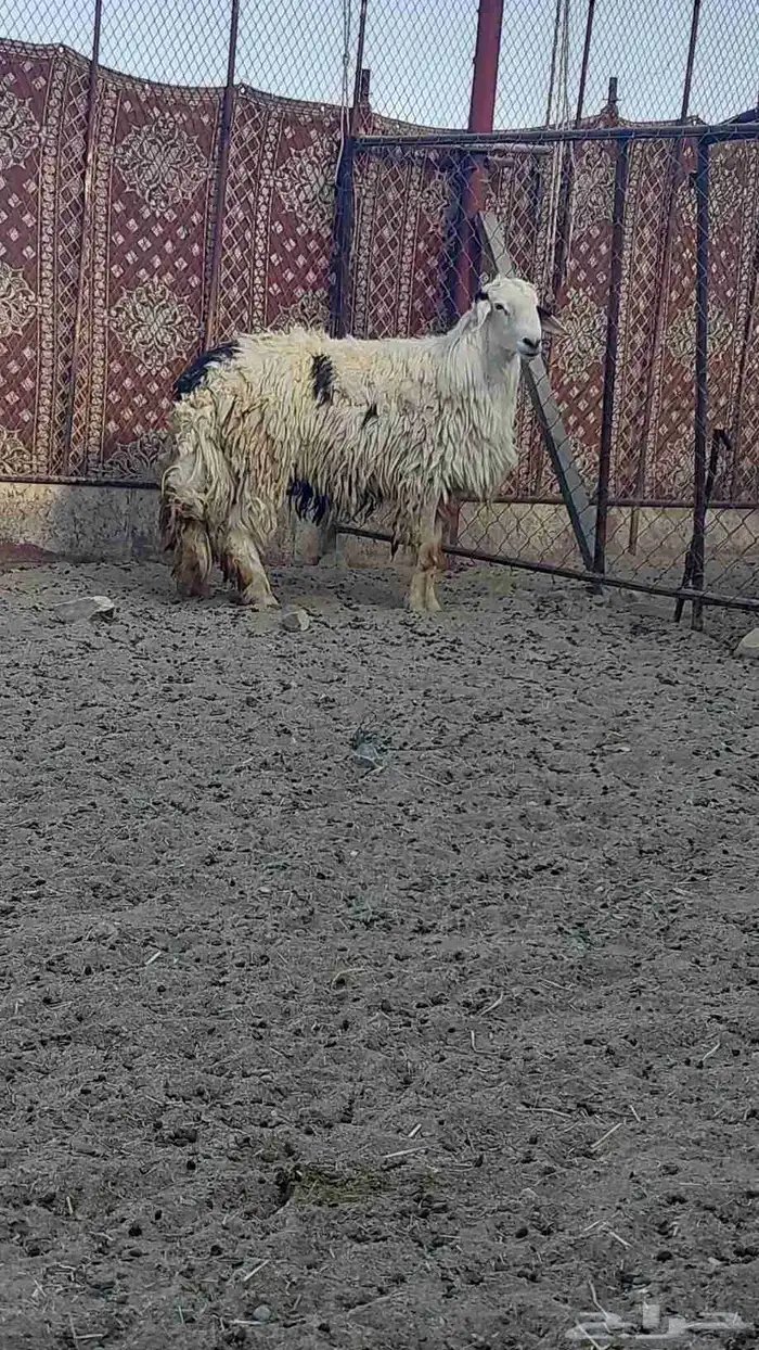 النماص فحل للبيع رباع 0