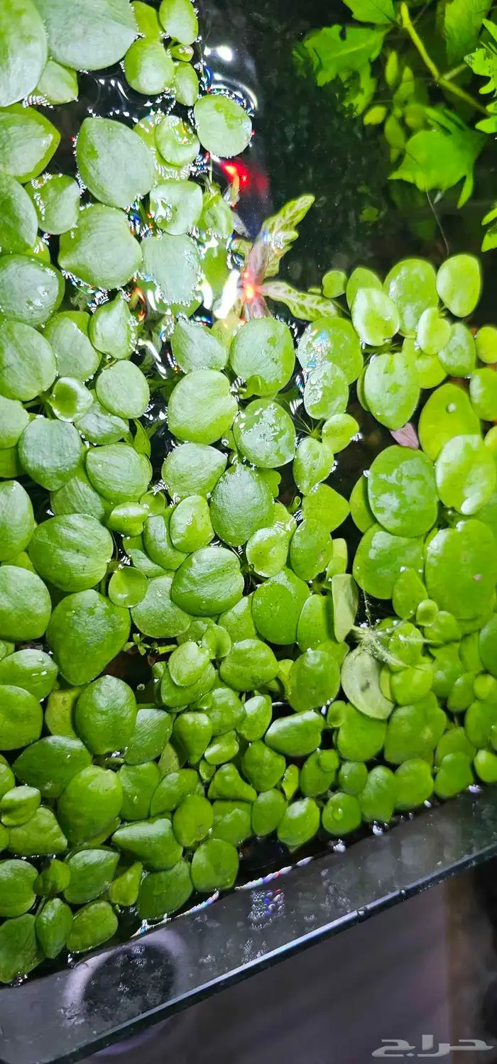 نبات مائي طافي لحوض سمك Limnobium 0