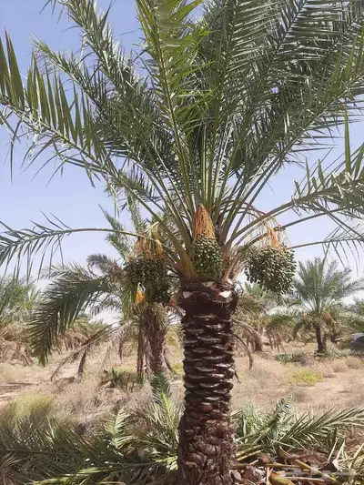 يوجد لدينا جميع انواع تركيب الشبوك من جلفا عادي شايك05070963 9