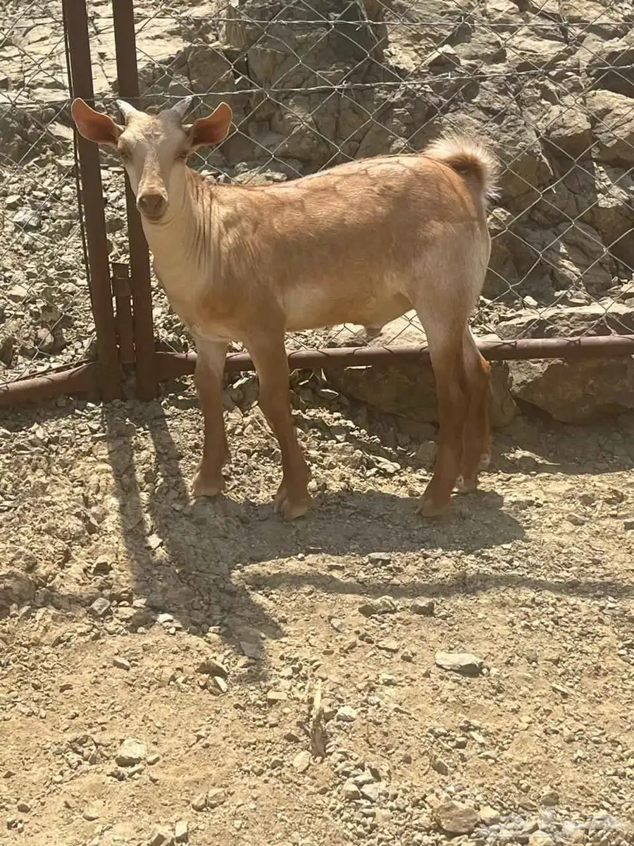 شاه صفرا تحتها تيس للبيع 0