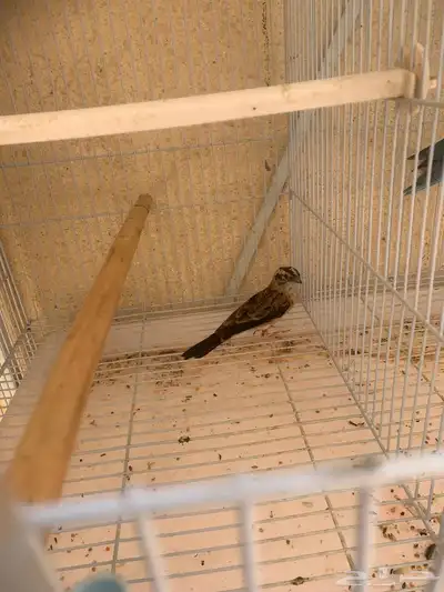 طائر نادر للبيع 2