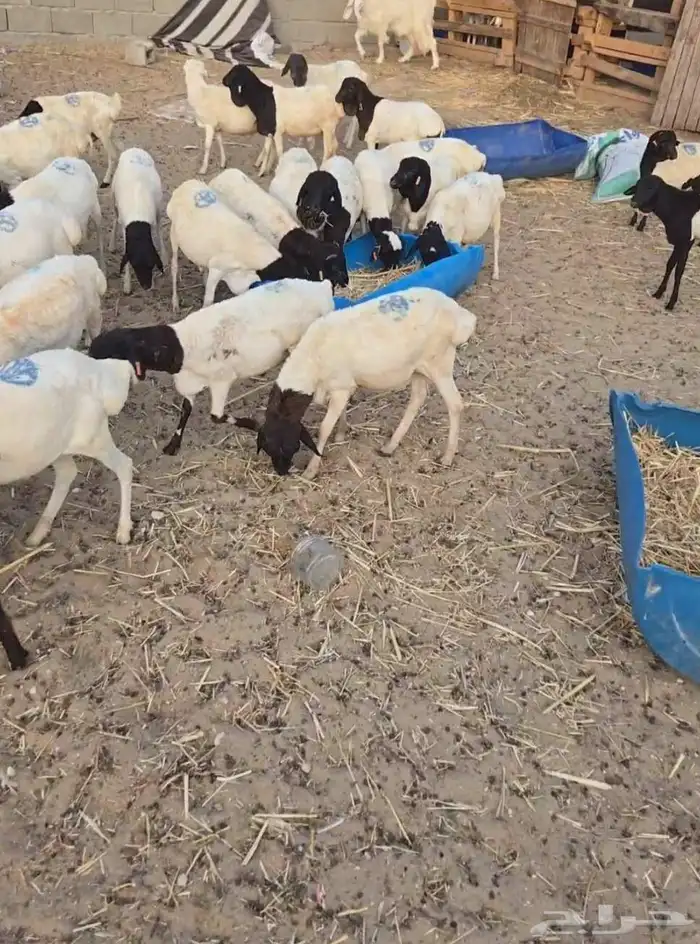 عرض اليوم طلي مفطح 750 ريال فقط 0