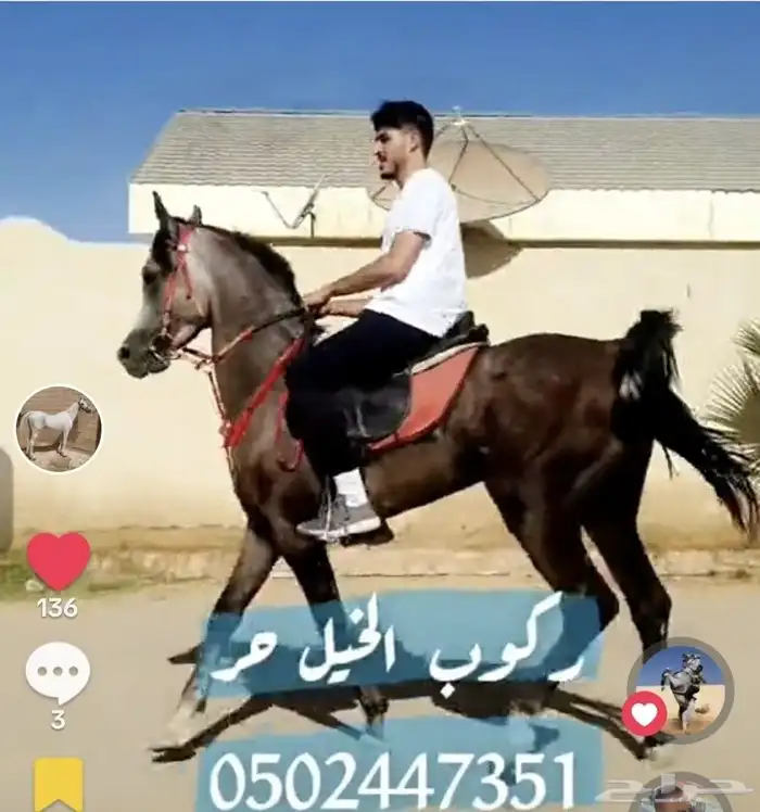 تعليم_الفروسية 3