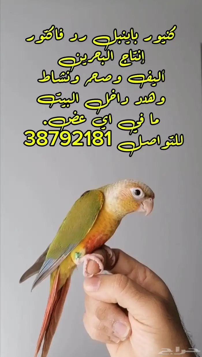 كنيور باينبل رد فاكتور أنتاج البحرين 0