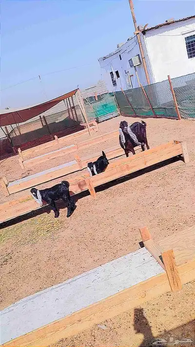 عنز ديس واحد معها تيس وجفره سنها جامع اسنانها موجوده كلها 0