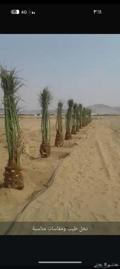 يوجد لدينا جميع انواع انخيل 2