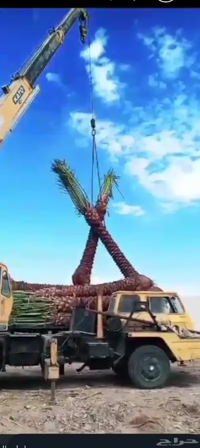 يوجد لدينا جميع انواع انخيل 0